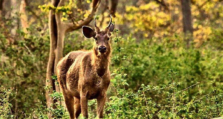 Aralam Wildlife Sanctuary near Kuthuparamba